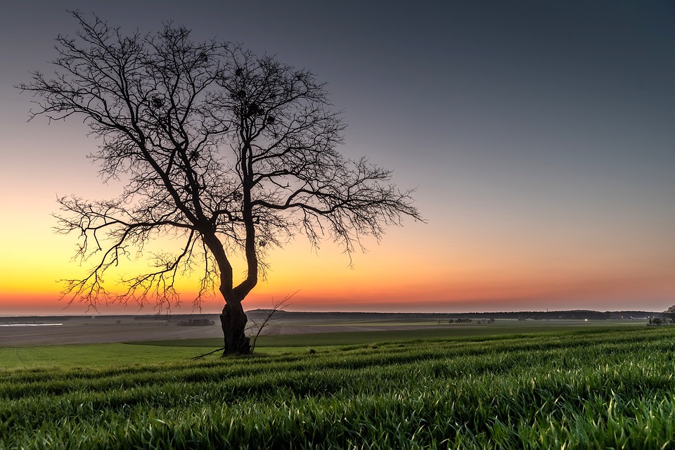 lone-tree-4133723_960_720