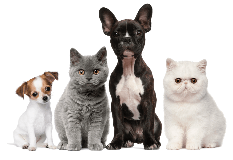 ubezpieczenie_zwierzeta